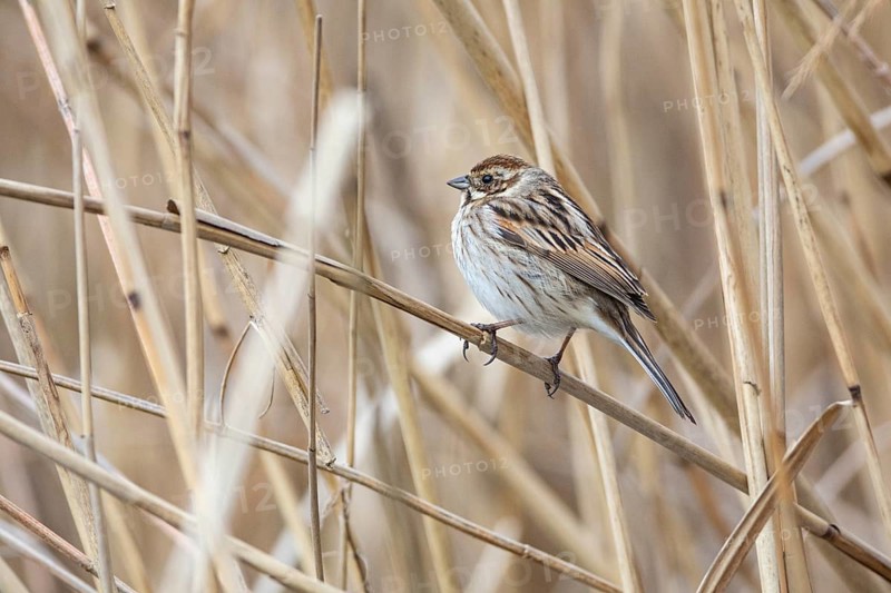 Reed bunting (Emberiza schoeniclus) wbl Germany