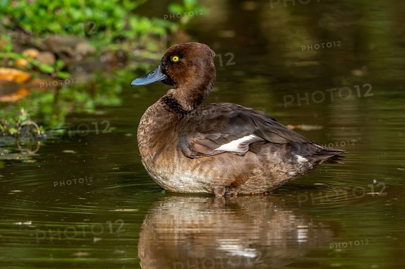 Tufted duck, tufted pochard (Aythya fuligula, Anas fuligula) adult female resting in shallow water in pond in spring