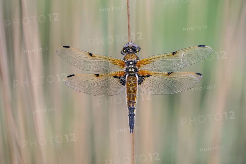 Four-spotted dragonfly (Libellula quadrimaculata), Emsland, Lower Saxony, Germany, Europe