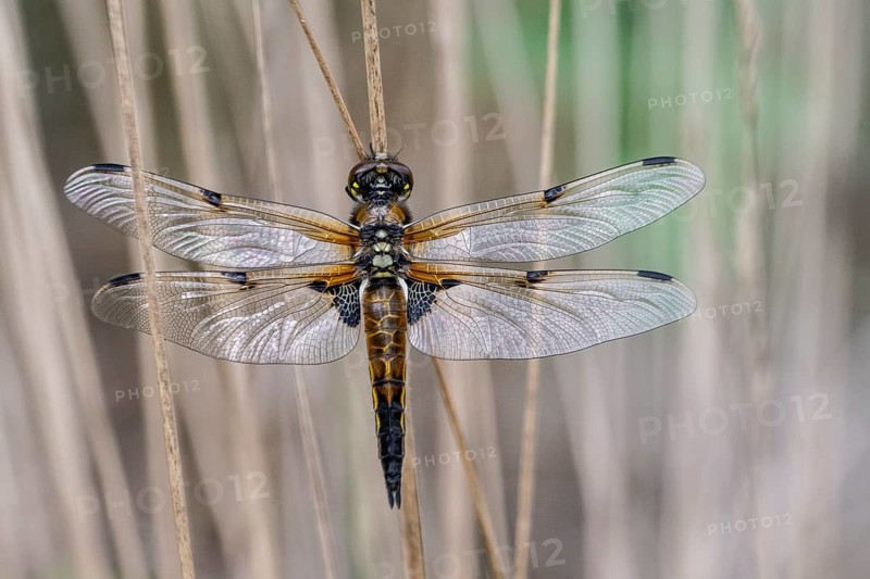 Four-spotted dragonfly (Libellula quadrimaculata), Emsland, Lower Saxony, Germany, Europe