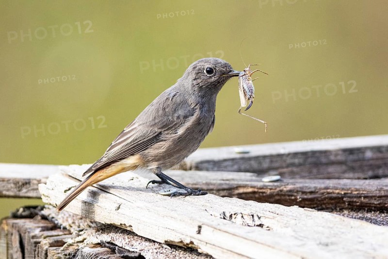 Black redstart (Phoenicurus ochruros) Germany