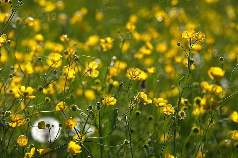 Flower meadow, buttercup (Ranunculus acris), May, Germany, Europe