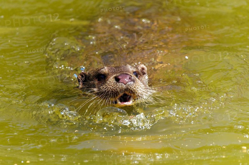 An otter swims towards the viewer with its mouth open in the water, European otter (Lutra lutra) Germany