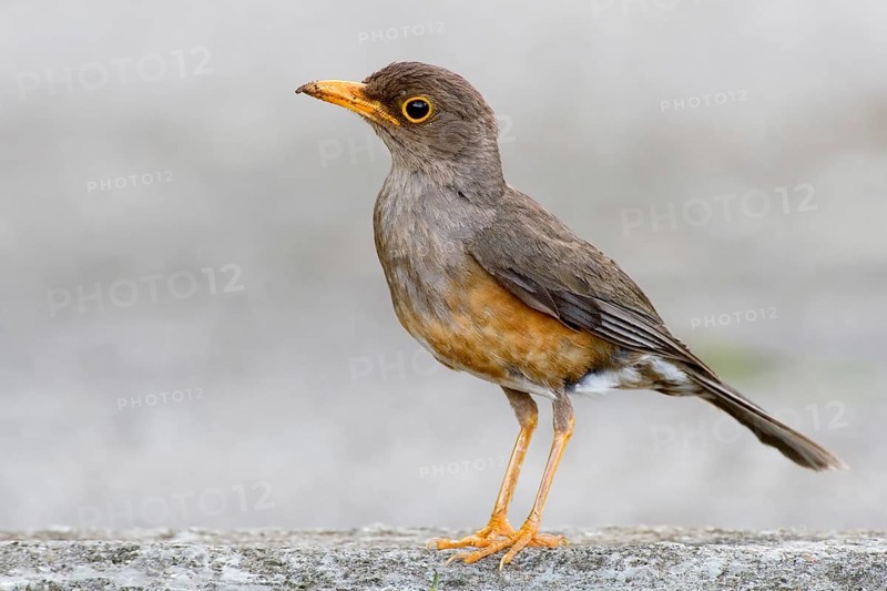 Island Thrush (Turdus poliocephalus erythropleurus), Christmas Island, Australia, Asia