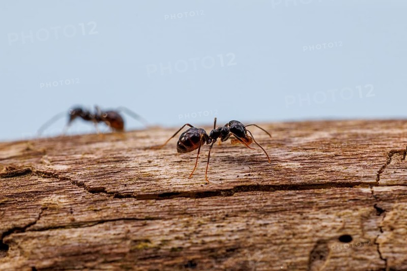 Black garden ants (Lasius niger), Germany, Europe