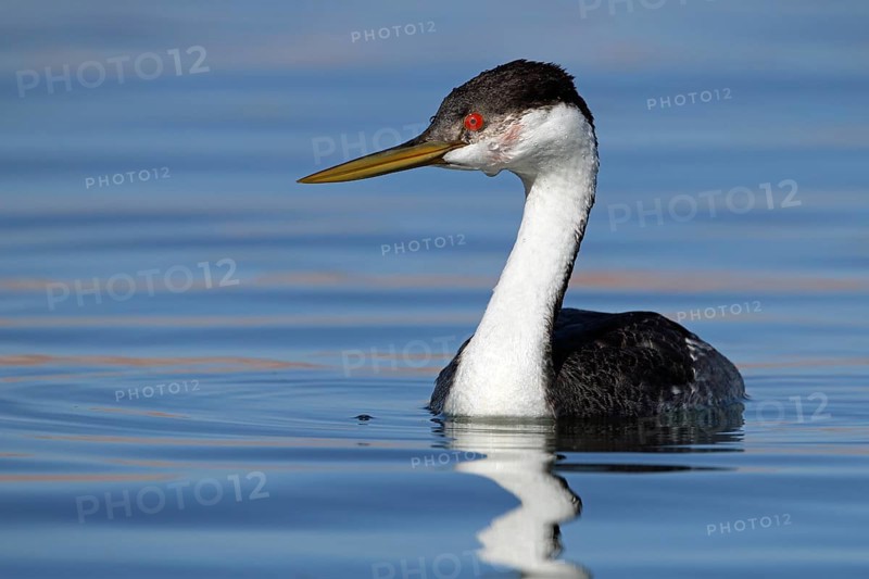 Racing diver, Aechmophorus occidentalis, Arizona, USA, North America