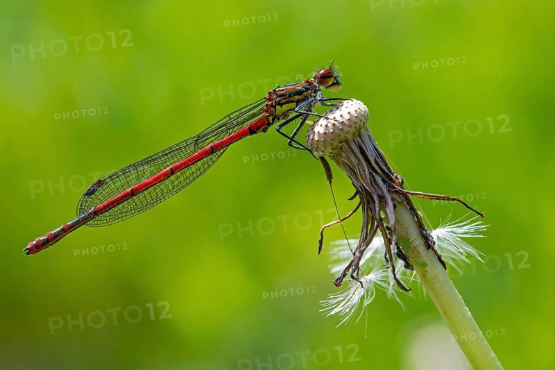 Large red damselfly, Pyrrhosoma nymphula
