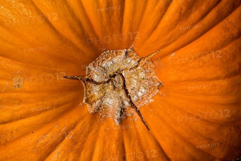 Detail of a pumpkin