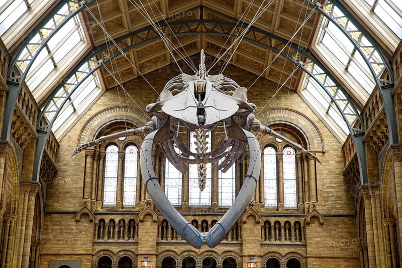 The interior of Natural History Museum with whale skeleton, London, United Kingdom, Europe