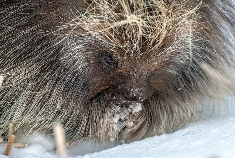 Porcupine Saskatchewan Canada in Winter Prairie Scene