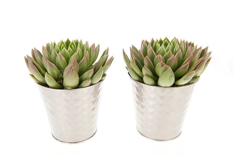 Two succulent plants in metal flower pots isolated over white background