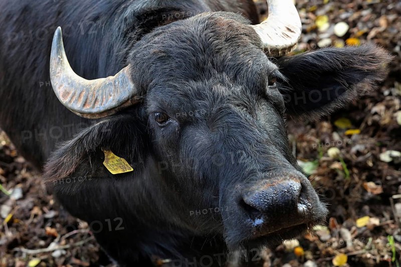 Water buffalo