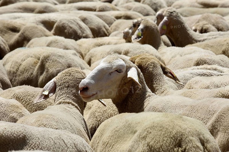 Flock of sheep