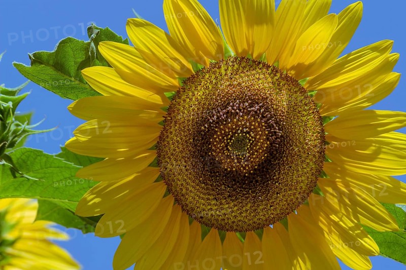 Detail of a beautiful sunflower on the sky