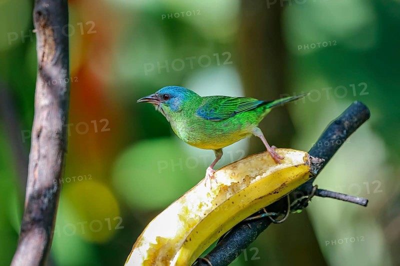 Blue Dacnis on a banana in sunlight against defocused green background, Folha Seca, Brazil, South America