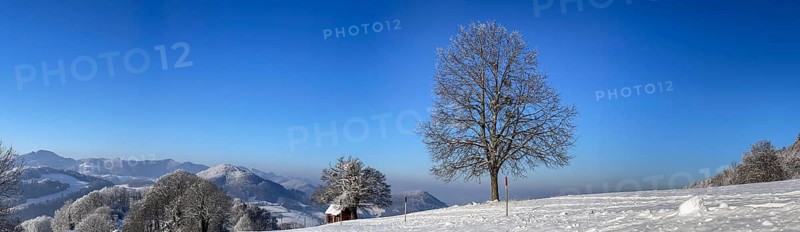 Winter lime tree with snow, panorama of Jura mountain range, Wisen, Solothurn, Switzerland, Europe