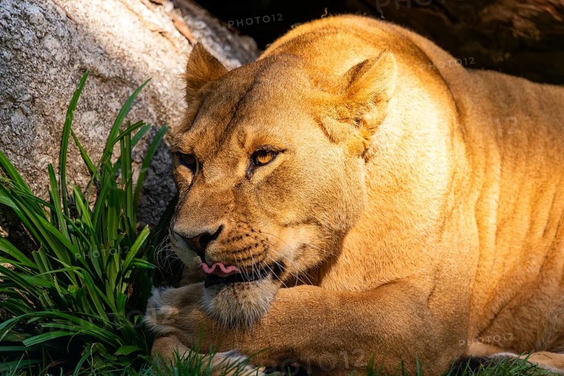 A resting lioness lies on the grass next to a log, Straubing Zoo, . Lower Bavaria