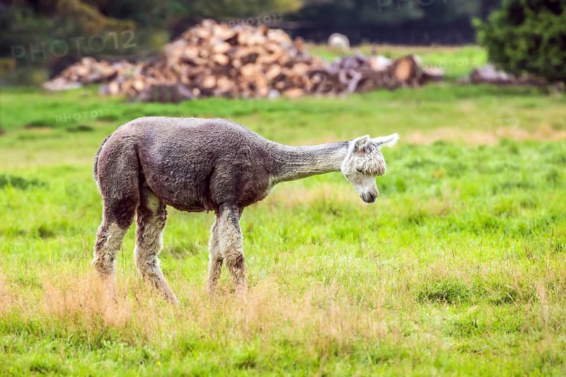 Charming gray llama after a haircut pasting on green grass. Animal breeding farm for wool and meat. The concept of exotic, ecological and photo tourism