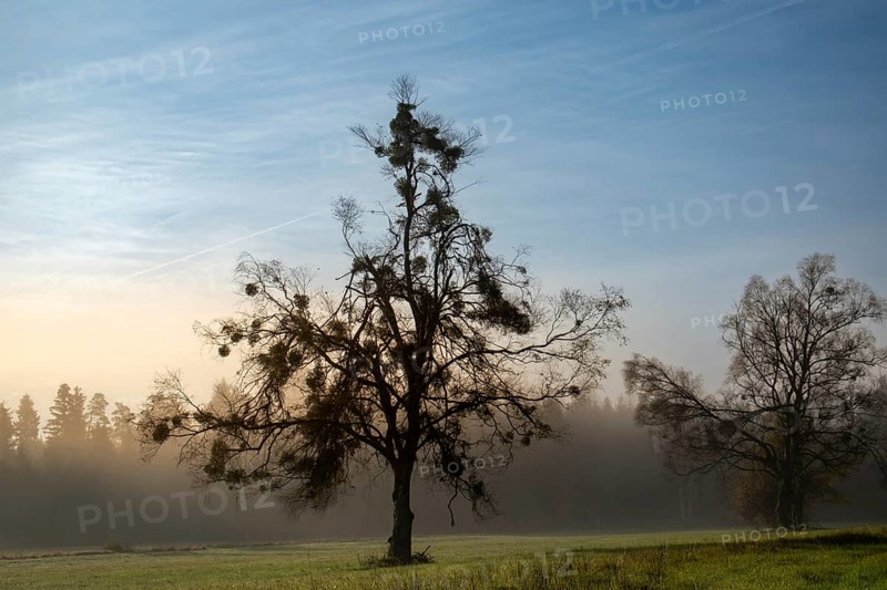 A single birch (Betula) overgrown with mistletoe (Viscum album) in a meadow at dawn with fog in the background, Nicklheim, Bavaria, Germany, Europe