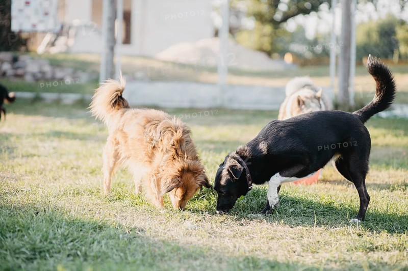 Two dogs sniffing the ground on a sunny lawn