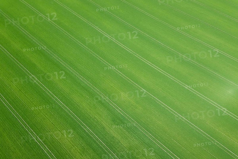Green field spring season. Aerial view. Wheat