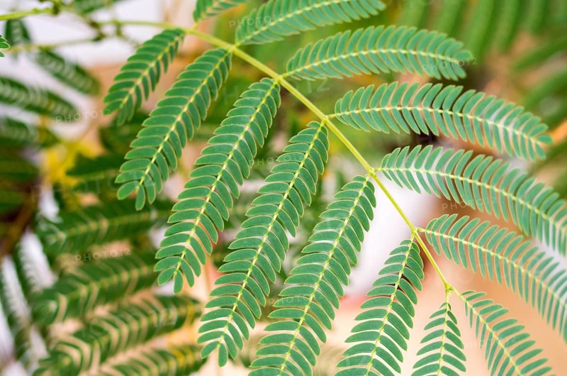 Mimosa (Mimosa Pudica) top-down composition. Decorative fern. Green leaves of young mimosa palm. Decorative blossom, green composition, soft focus. Green palm leaves. Close Up of the green plant.