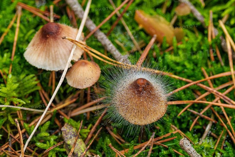 Fleshy-brownish helminth (Mycena metata) with helminth mould (Spinellus fusiger), Belicke, Saxony-Anhalt, Germany, Europe