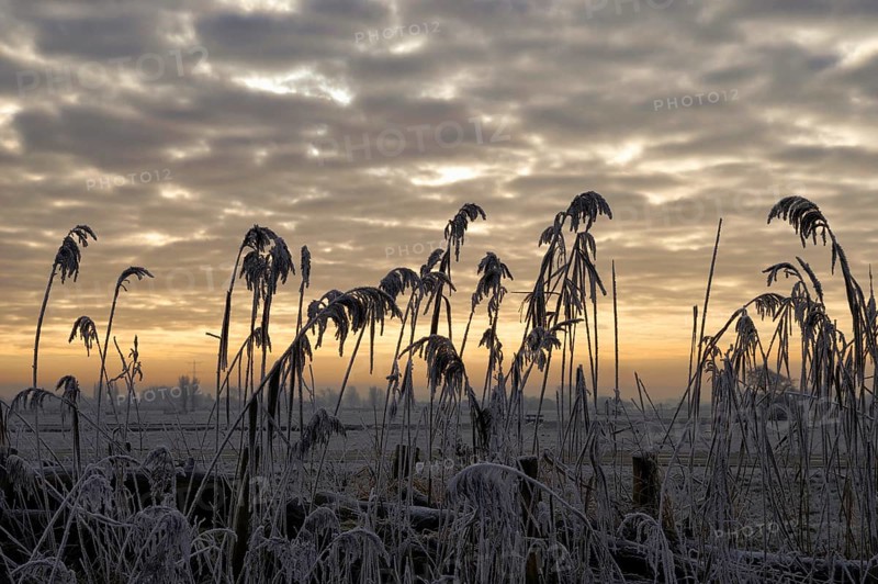 Silhouettes of reed in front of a beautiful sunset close to Sliedrecht in the Dutch region Alblasserwaard