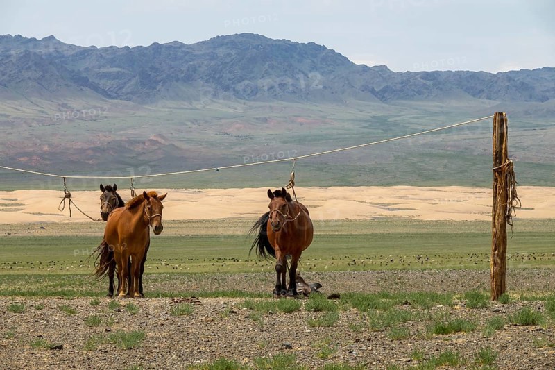 Mongolian horses tied on a rope holder in Gobi desert, Mongolia, Asia