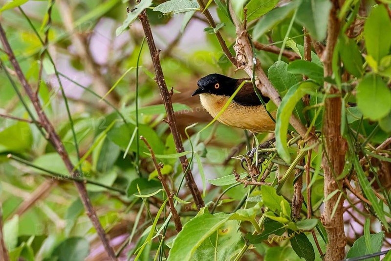Beautiful Black-capped donacobius perched in a green bush, Mato Grosso, Brazil, South America