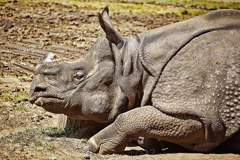 Close-up Portrait of Black Rhinoceros (Diceros Bicornis) Nyiregyhaza, Hungary, Europe