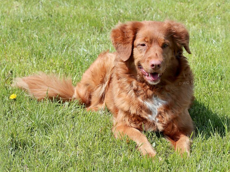 Typical Nova Scotia Duck Tolling Retriver in the summer garden