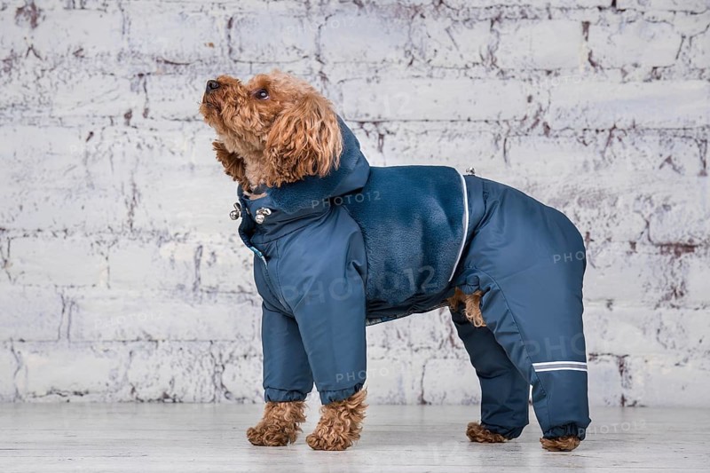 Small funny dog of brown colour with curly hair of toy poodle breed posing in clothes for dogs. Subject accessories and fashionable outfits for pets. Stylish overalls, suit for cold weather for animal