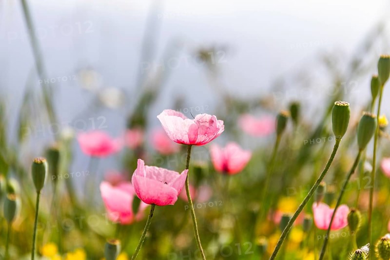 Poppies in spring, (Papaver rhoeas), Santorini Island, Cyclades, Greece, Europe