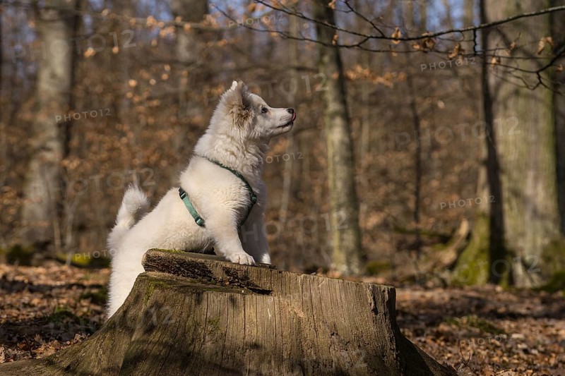 Island dog/puppy