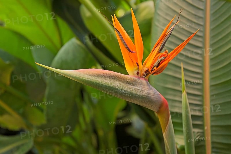 Closeup of Strelitzia reginae, commonly known as the crane flower, bird of paradise, is a species of flowering plant native to South Africa