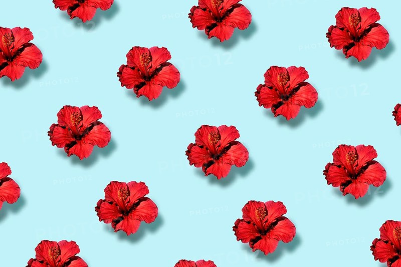 Top view of a trendy pop art pattern of a hibiscus flower. Flat lay.