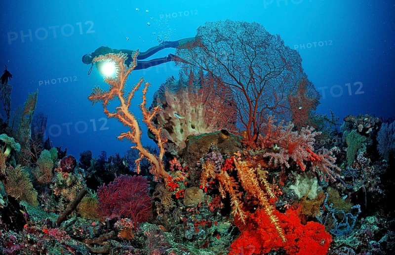 Diver and coral reef, Indonesia, Wakatobi Dive Resort, Sulawesi, Indian Ocean, Banda Sea, Asia