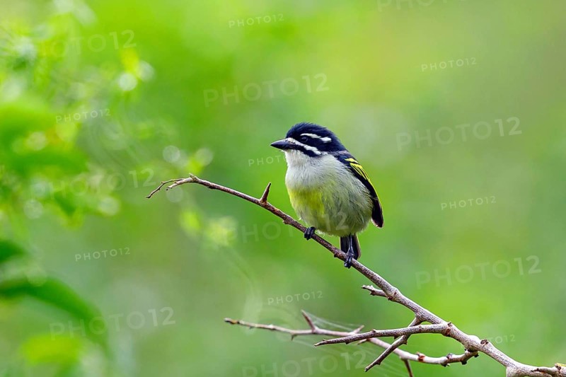 Yellow-rumped Tinkerbird, (Pogoniulus bilineatus), Barbion à croupion jaune, Barbudito culigualdo, iSimangaliso Wetland Park, St. Lucia, KwaZulu-Natal, South Africa, Africa