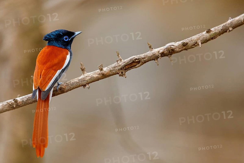 African Paradise Flycatcher, African Paradise-Flycatcher, African Paradise-flycatcher, (Terpsiphone viridis), Tchitrec d'Afrique, Monarca-colilargo Africano, Tawi Atayr, Salalah, Dhofar, Oman, Asia