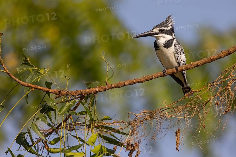 Pied kingfisher (Ceryle rudis), Alcyon pie, MartÌn Pescador PÌo, Marakissa River Camp Marakissa, South Bank, Gambia, Africa