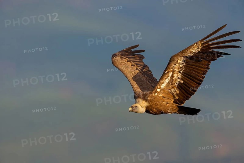 Griffon Vulture, Eurasian Griffon Vulture, Griffon Vulture, Eurasian Griffon, (Gyps fulvu), Vautour fauve, Buitre Leonado, aerial view, Hides De Calera / Valley Hide, Calera Y Chozas, Castilla La Mancha / Toledo, Spain, Europe