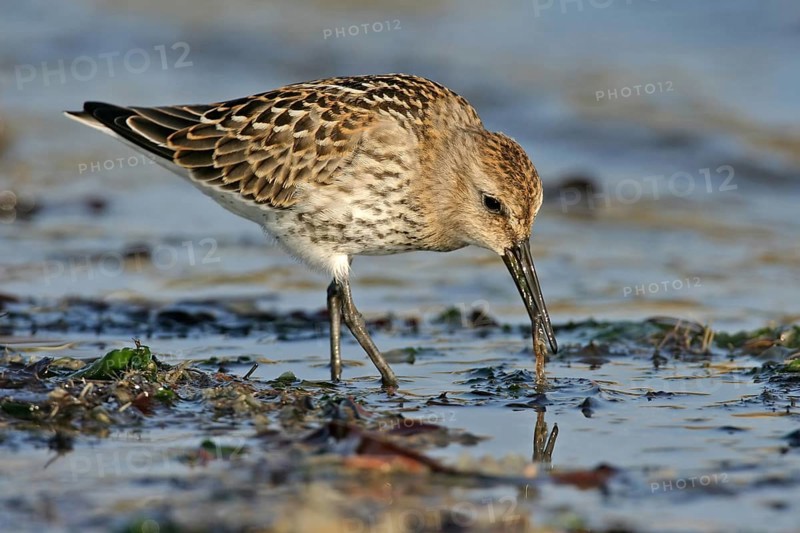 Animal, Animals, Bird, Birds, dunlin (Calidris alpina), Snipe bird, Heligoland, Heligoland, Schleswig-Holstein, Federal Republic of Germany