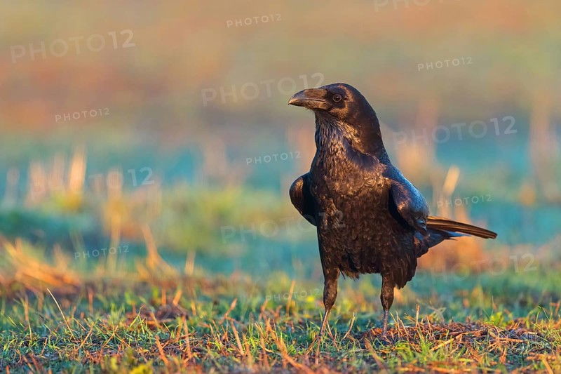 Raven, Common Raven, Raven, (Corvus cor), Grand Corbeau, Hides De Calera / Valley Hide, Calera Y Chozas, Castilla La Mancha / Toledo, Spain, Europe