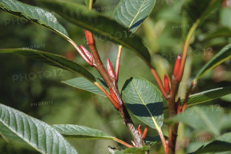 Farges willow (Salix fargesii), Botanical Garden, Zurich, Switzerland, Europe
