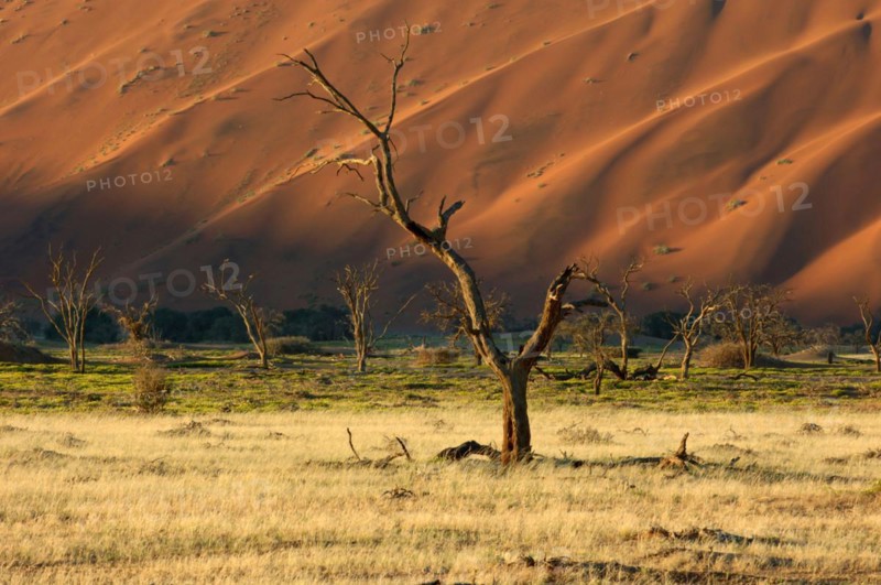 Africa, Namibia, Dead trees in Deadvlei, Africa