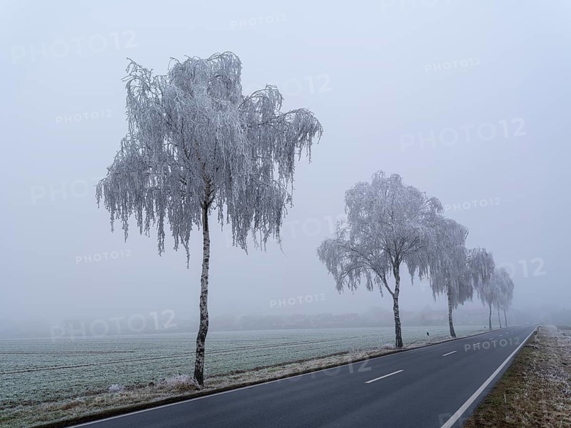 Trees with hoarfrost in the fog on a country road, Braunschweig, Lower Saxony, Germany, Europe