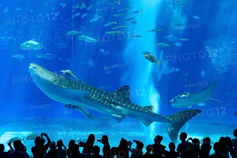 Whale shark in Okinawa Churaumi Aquarium, Japan, Asia