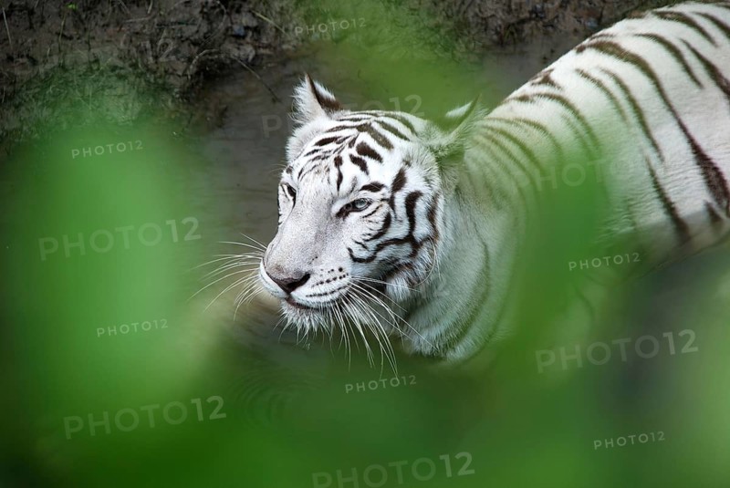 White tiger in forest