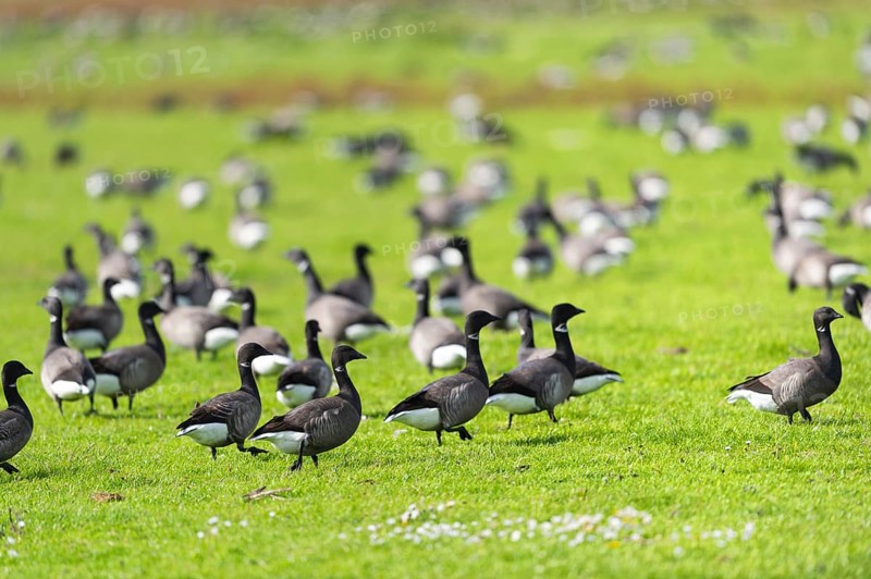 Flock Wild geese in the grass at Dutch wadden island Terschelling